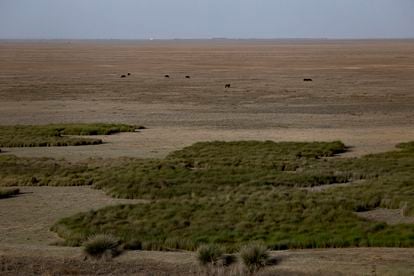 Imagen de la marisma seca en Doñana, el pasado octubre. / PACO PUENTES