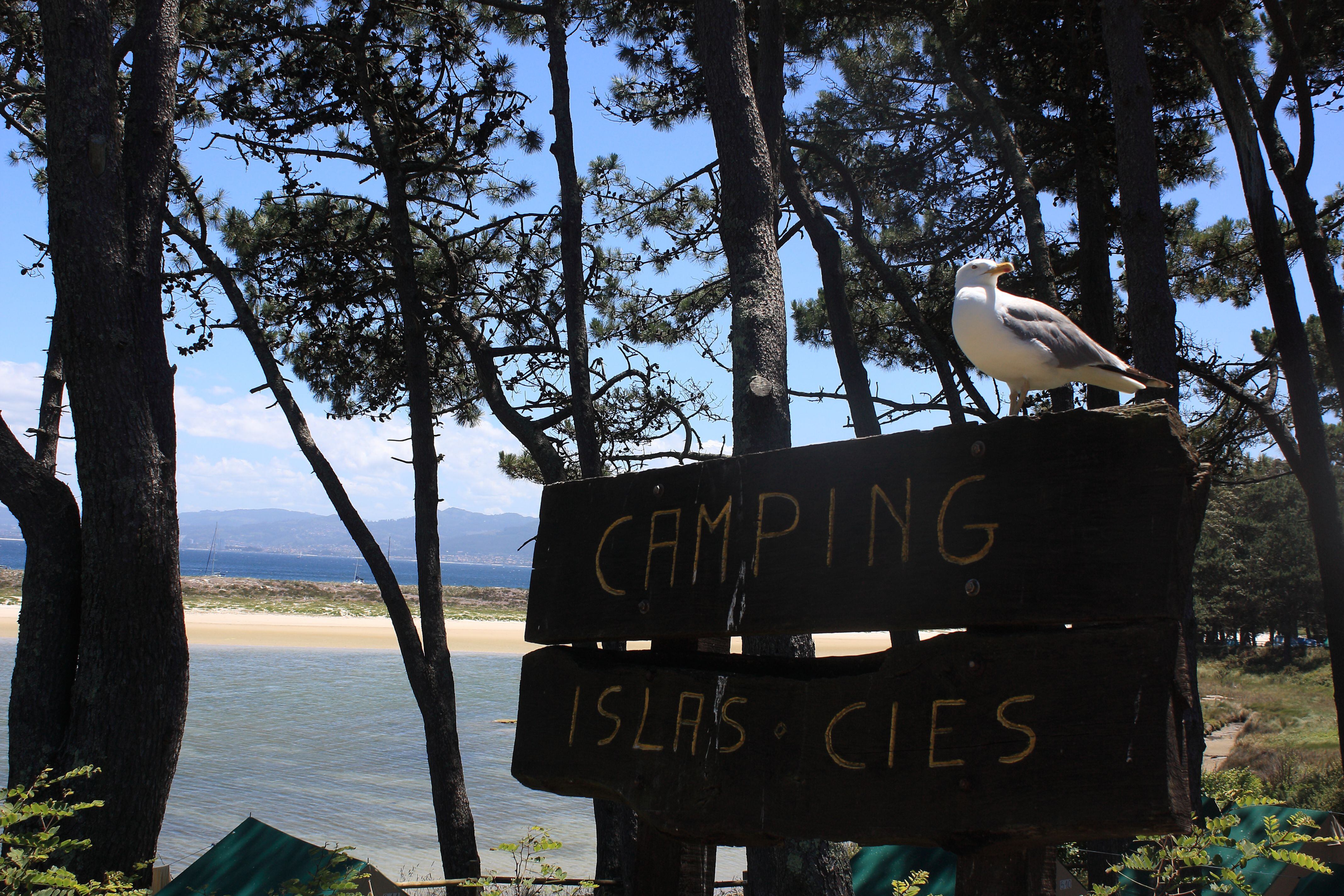 Una gaviota en el camping de las Cíes en Faro, isla que está unida a la de Monteagudo por un puente.