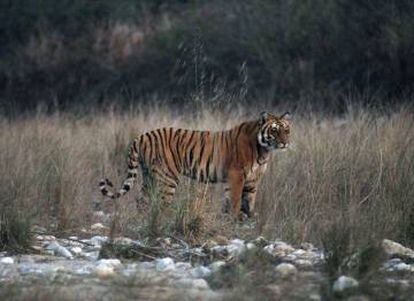 Un tigre de Bengala en el parque nacional de Jim Corbett, en Uttarakhand (India).