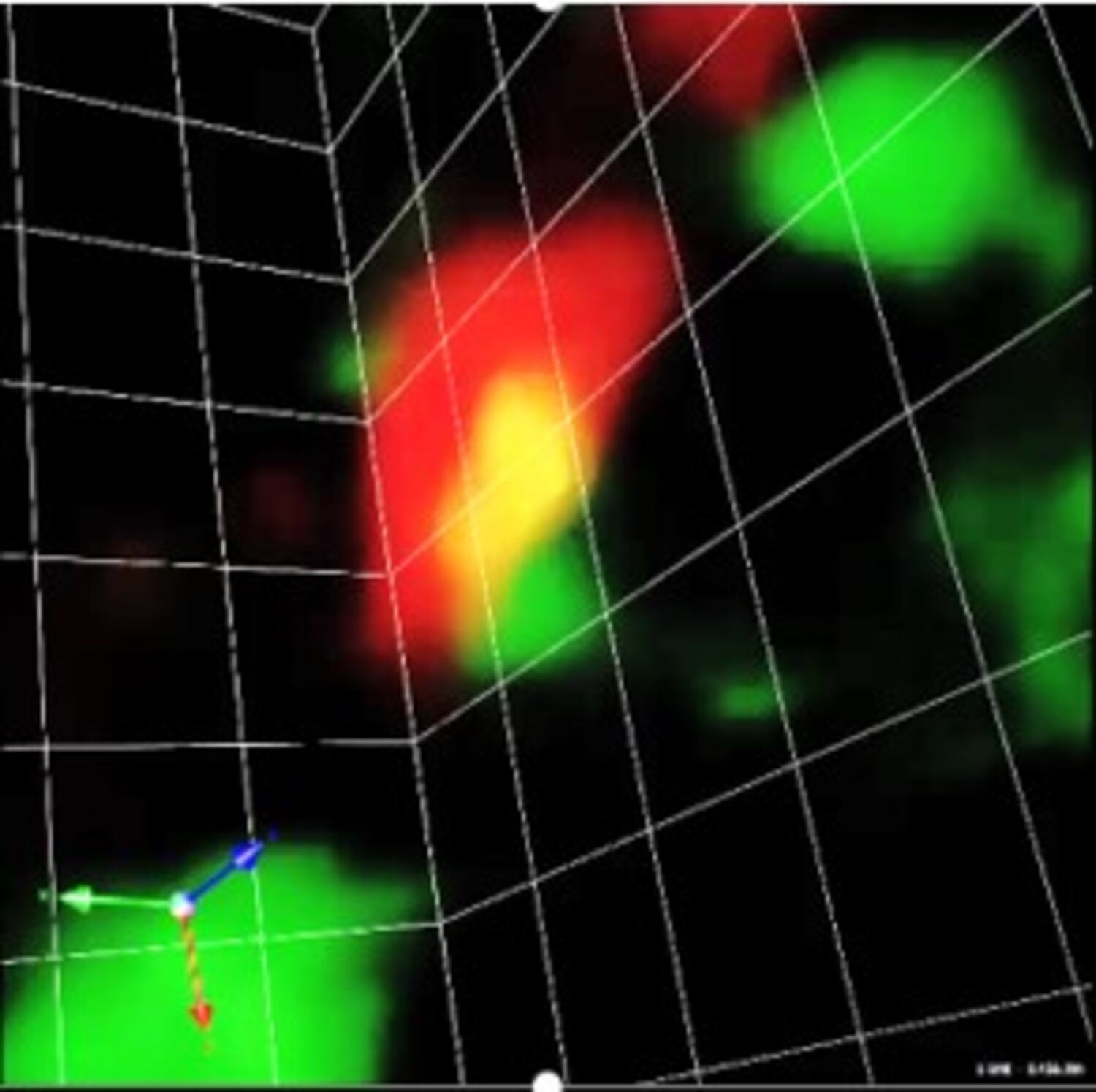 Una proteína (color verde), dirigiéndose a una puerta molecular (color rojo) y atravesándola para salir (color amarillo).