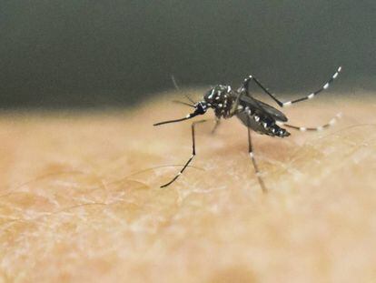 El mosquito 'Aedes Aegypti' en Cali, Colombia.