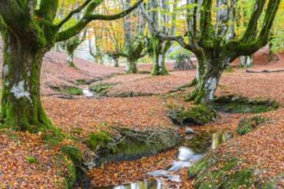 Hayedo de de Otzarreta, en el parque natural de Gorbeia, en Bizkaia.