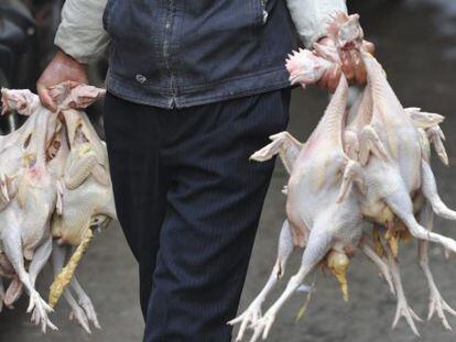 Un vendedor carga con varias gallinas sacrificadas.