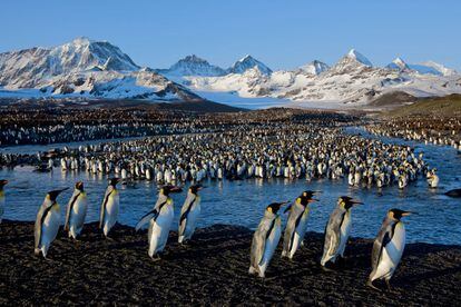 Pingüinos rey en la bahía de St. Andrews, Georgia del Sur.