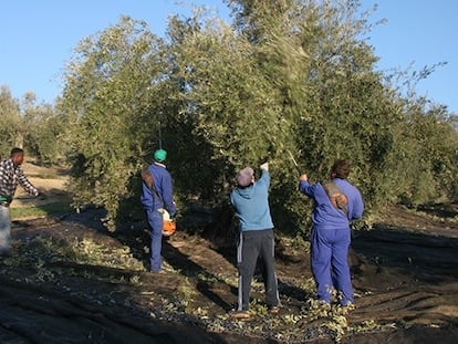 Trabajadores recolectando aceitunas.