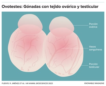 Todas las hembras de topo ibérico tienen ovotestes: gónadas que contienen tejido ovárico y testicular. No producen espermatozoides, pero la parte testicular de estos ovotestes segrega testosterona.
