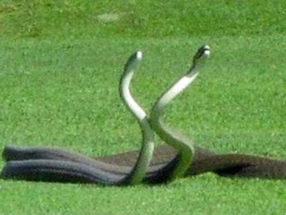 La golfista Cara Treherne grabó la pelea de dos mambas negras en un campo junto al Parque Nacional Kruger