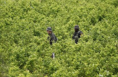 Policías patrullan un cultivo de coca en el sur de Colombia.