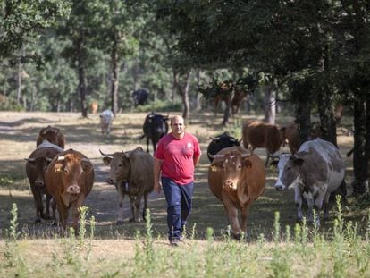 Carlos Sanz, con sus vacas en Rascafr&iacute;a.
