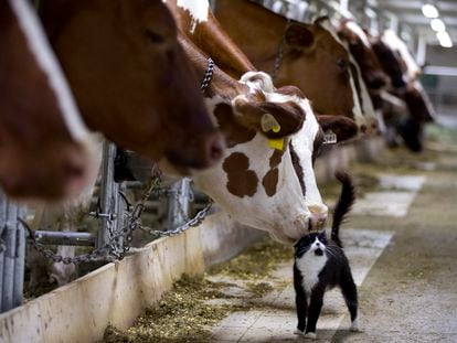 Una vaca lechera huele un gato mientras espera su turno de ordeña en una granja en Granby,  Quebec, el 26 de julio de 2015.