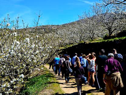 Los turistas visitan los cerezos en flor del Valle del Jerte, al norte de la provincia de Cáceres.