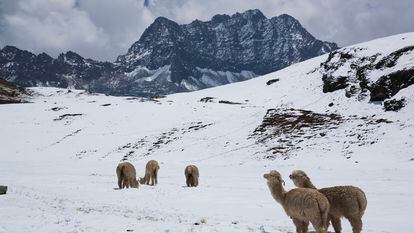 Una manada de alpacas, en la montaña Arociris, cerca de Checacupe (Perú).