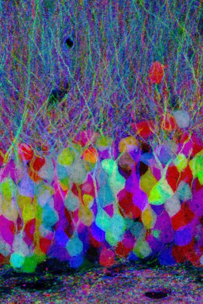 Neuronas de ratón que expresan proteínas fluorescentes.