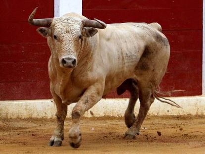 Novillo de Prieto de la Cal, lidiado en Calasparra el año pasado.