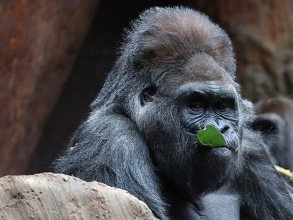Un gorila de 51 años, en el zoológico de Toronto (Canadá), en una imagen tomada el 6 de enero.