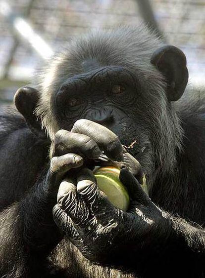 Un chimpancé sujeta un bloque helado de verdura y fruta.