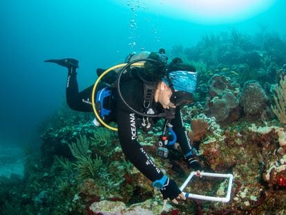 Una investigadora analiza los corales en Bajos del Norte, cerca de las costas del Estado de Yucatán, en una imagen de archivo.