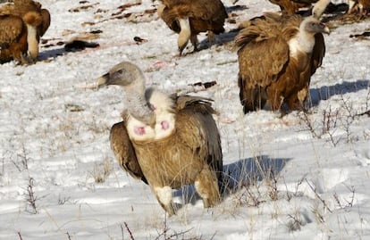 Buitres leonados en el Pallars Jussà (Cataluña).