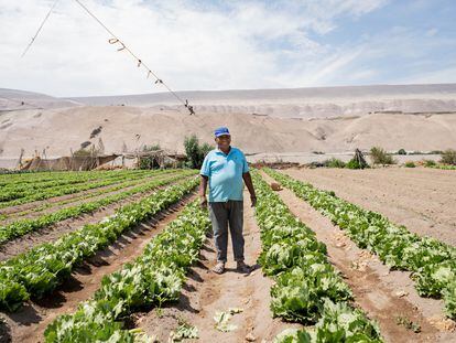 Asensio, boliviano de 74 años, en un cultivo del valle de Azapa, en el desierto de Atacama (Chile).