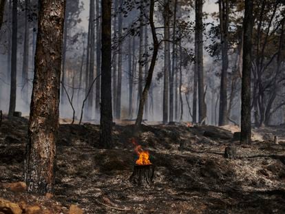 Zona quemada por el incendio forestal declarado en Sigüés (Zaragoza).