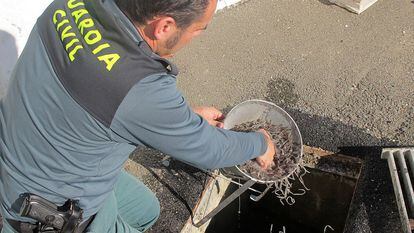Operación contra la pesca ilegal de angulas en el Guadalquivir, en 2013.