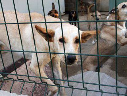 Imagen de archivo de un refugio de animales en Valencia.