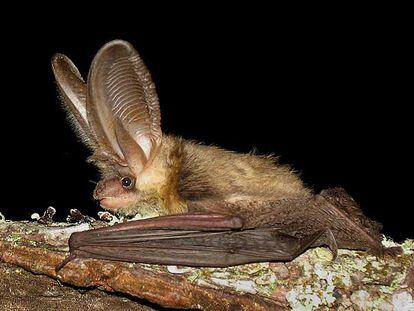 Murciélago de la especie <i>Plecotus austriacus</i>, fotografiado por los investigadores del grupo Drosera en un bosque de O Morrazo.