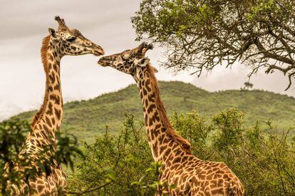Jirafas en el parque nacional del Serengueti (Tanzania).