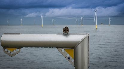 El parque eólico marino Egmond aan Zee, en el mar del Norte, durante la operación de ralentización de las máquinas para evitar choques de las aves.