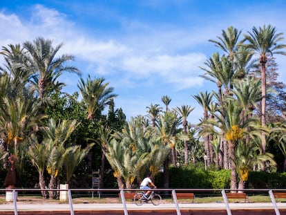 "Nos acercábamos a Elche, ya se distinguía su valle rebosante de frutos y su inmenso palmeral, el mayor y más hermoso de Europa, el más paradisíaco de toda España". El maestro de los cuentos, el danés Hans Christian Andersen, dejaba patente en 'Viajes por España' (1862) la honda impresión que le causó su llegada a este vergel en mitad de la ciudad. Con 200.000 ejemplares, <a href="https://www.visitelche.com/patrimonios-de-la-humanidad/palmeral-de-elche/" target="_blank">el de Elche es el palmeral más grande de todo el continente </a> y también el único que es patrimonio mundial, desde el año 2000. La Ruta del Palmeral, que empieza y termina en el Huerto de San Plácido (o Museo del Palmeral), es un camino muy fácil, apto para todos los públicos de apenas dos kilómetros, que también se puede hacer en bicicleta. Después se puede visitar el casco antiguo de Elche, probar el arroz con costra o pasear por el Valle Trenzado, un entramado de pasarelas y senderos en el río Vinalopó.