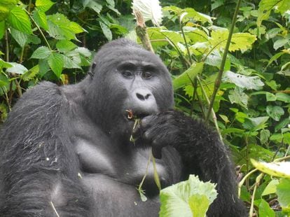 El gorila Kanyonyi, al que se inspira el nombre del café producido por la organización.
