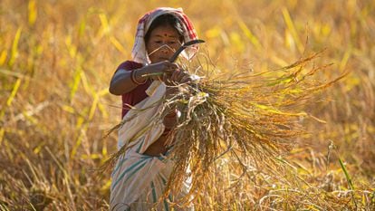 Una granjera india trabaja en un arrozal en las afueras de Gauhati, en el noreste del estado de Assam, en India, el 9 de noviembre de 2020.