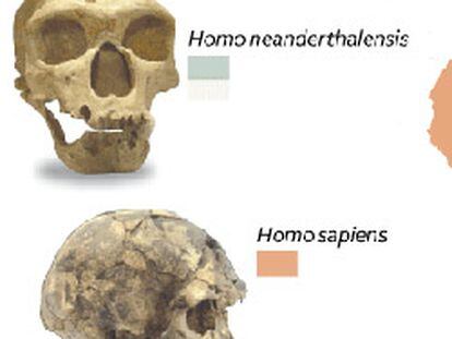 El primo del neandertal