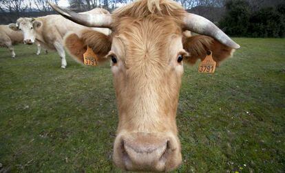 Vacas en una explotaci&oacute;n de Colmenar Viejo (Madrid).