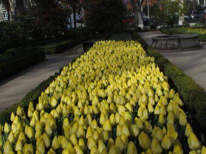 Tulipanes en el Real Jardín Botánico de Madrid. 