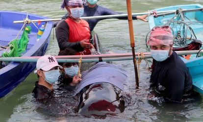 Varios biólogos, junto a la ballena que murió en Tailandia tras ingerir 80 bolsas de plástico.