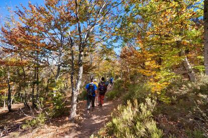 Senderistas en el hayedo de Tejera Negra (Guadalajara), al sur de la sierra de Ayllón.