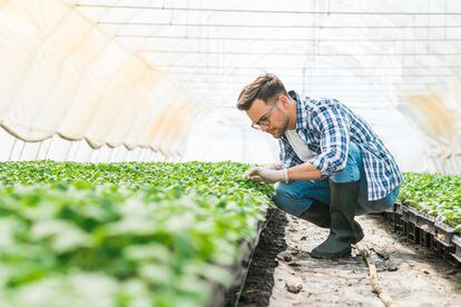 Según datos de la Asociación Europea para la Protección de las Plantas, la utilización de productos fitosanitarios evita que se pierda hasta un 40% de la producción agraria mundial.