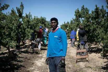 Douda, de Mali, trabaja en la provincia de Huesca recolectando fruta para la empresa Torre Molins, donde más del 90 por ciento de la plantilla es extranjera.