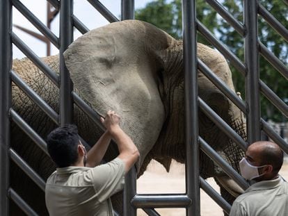 Dos cuidadores del Zoo hacen ejercicios diarios como el tocamiento de las orejas para que la elefanta Susi pueda ser tratada por veterinarios sin problemas.
