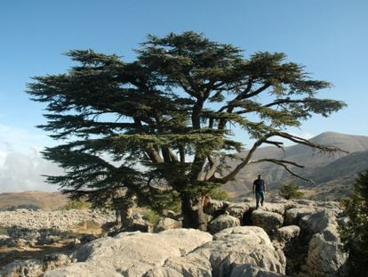 Un cedro centenario en la reserva natural de Tannourine (L&iacute;bano).