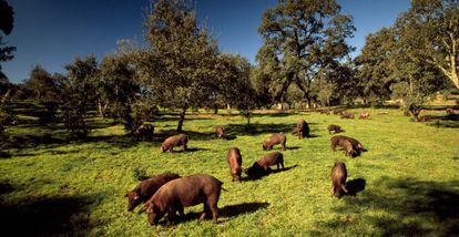Una piara de cerdos ib&eacute;ricos pastando en Jabugo, Huelva. 