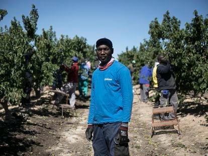 Douda, de Mali, trabaja en la provincia de Huesca recolectando fruta para la empresa Torre Molins, donde más del 90 por ciento de la plantilla es extranjera.