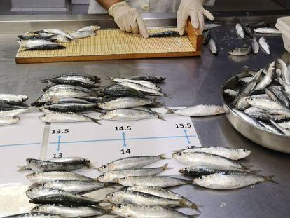 Algunes sardines analitzades en la investigació de Marta Coll passen pel mesurament.
 
