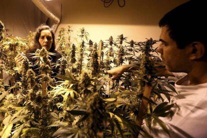 Dos personas supervisan plantas de marihuana en Montevideo