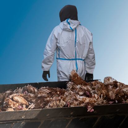 Un enorme brote de gripe aviar para cerrar la campaña de las macrogranjas