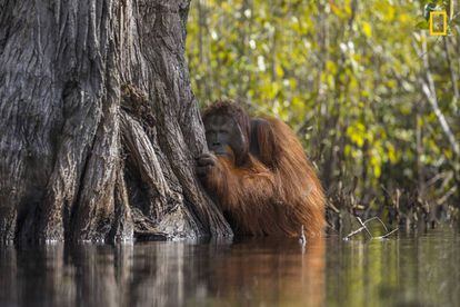 Un orangután macho mira desde detrás de un árbol mientras cruza un río en Borneo, Indonesia.