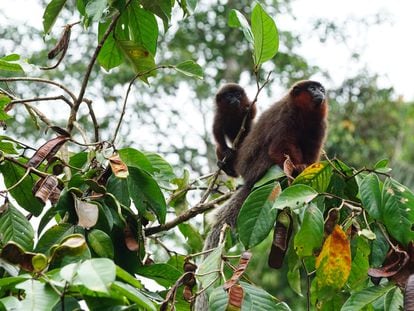 Los monos tití cobrizos de la selva amazónica del Perú sobre la copa de un árbol de Igna.