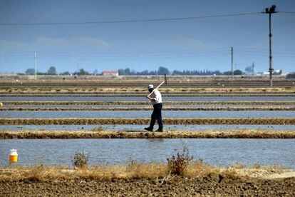 Un pay&eacute;s en los campos de arroz inundados preparados para la siembra, en el Delta del Ebro, en la provincia de Tarragona. 