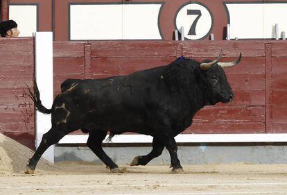'Hebrea', de la ganadería de Jandilla, elegido mejor toro de la Feria de San Isidro.